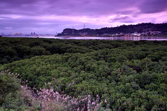 [Miscanthus, Mangroves and Tamsui River]
