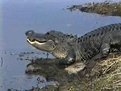 Anglų lietuvių žodynas. Žodis alligator clip reiškia aligatorius įrašą lietuviškai.