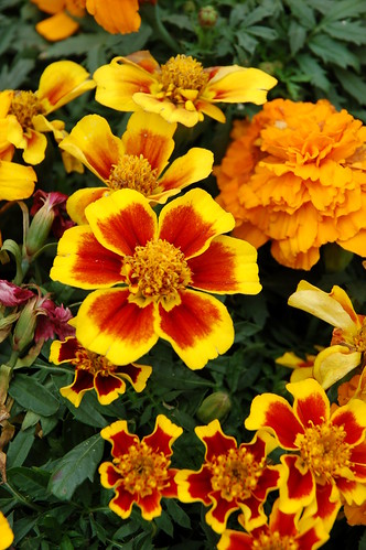 Flower close-up photo