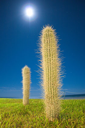 Moon & Cactus - Night Shot