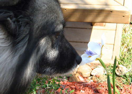 Dog And Flower