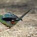 2016.11.16.08.46.27-Red-rumped Parrot