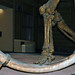Mammuthus primigenius (woolly mammoth) (Pleistocene; Kotzebue, Alaska, USA) 2