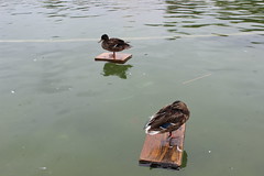 duck on boat