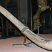 Mammuthus primigenius (woolly mammoth) (Pleistocene; Kotzebue, Alaska, USA) 3