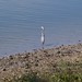 Great Blue Heron in Water