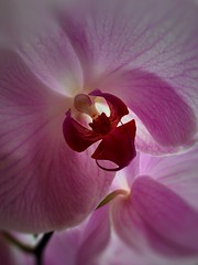 Orchidee ( in explore )