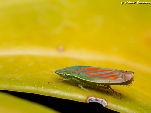 Sharpshooter/Leafhopper • <a style="font-size:0.8em;" href="http://www.flickr.com/photos/59465790@N04/18936340400/" target="_blank">View on Flickr</a>
