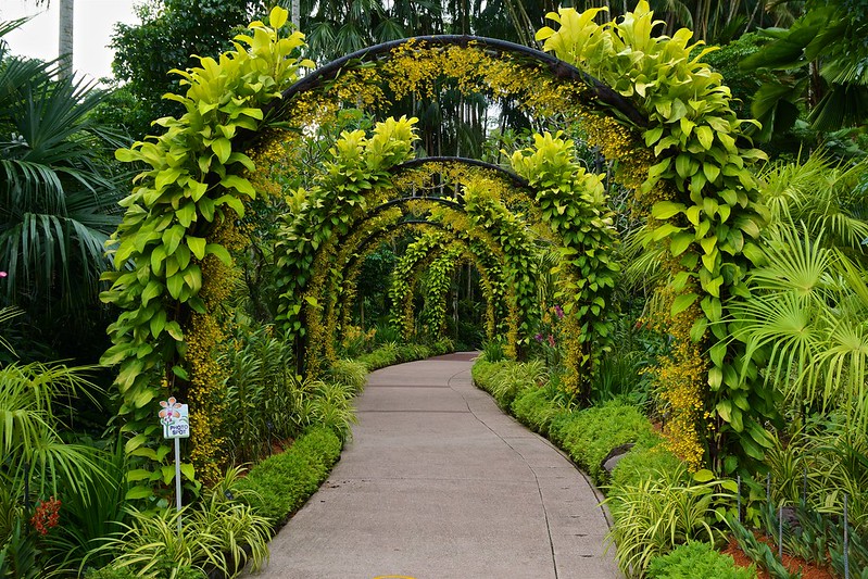Path in the National Orchid Garden in the Botanical Gardens in Singapore<br/>© <a href="https://flickr.com/people/8136604@N05" target="_blank" rel="nofollow">8136604@N05</a> (<a href="https://flickr.com/photo.gne?id=31835913425" target="_blank" rel="nofollow">Flickr</a>)