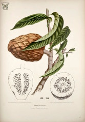 Anglų lietuvių žodynas. Žodis annona reticulata reiškia <li>Annona reticulata</li> lietuviškai.