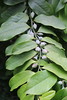 Eupomatia laurina - Botanischer Garten Berlin • <a style="font-size:0.8em;" href="http://www.flickr.com/photos/25397586@N00/19760598862/" target="_blank">View on Flickr</a>