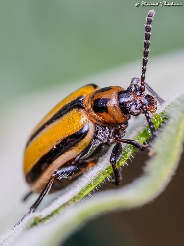 Three-Lined Lema Beetle • <a style="font-size:0.8em;" href="http://www.flickr.com/photos/59465790@N04/19141895436/" target="_blank">View on Flickr</a>