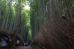 Arashiyama Bamboo Grove people walking