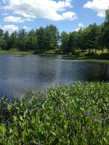 Webster Mill Pond - www.amazingfishametric.com