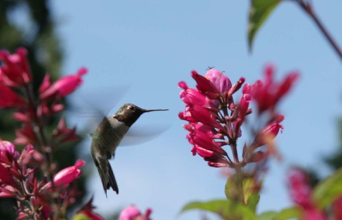 Salvia and  hummingbird