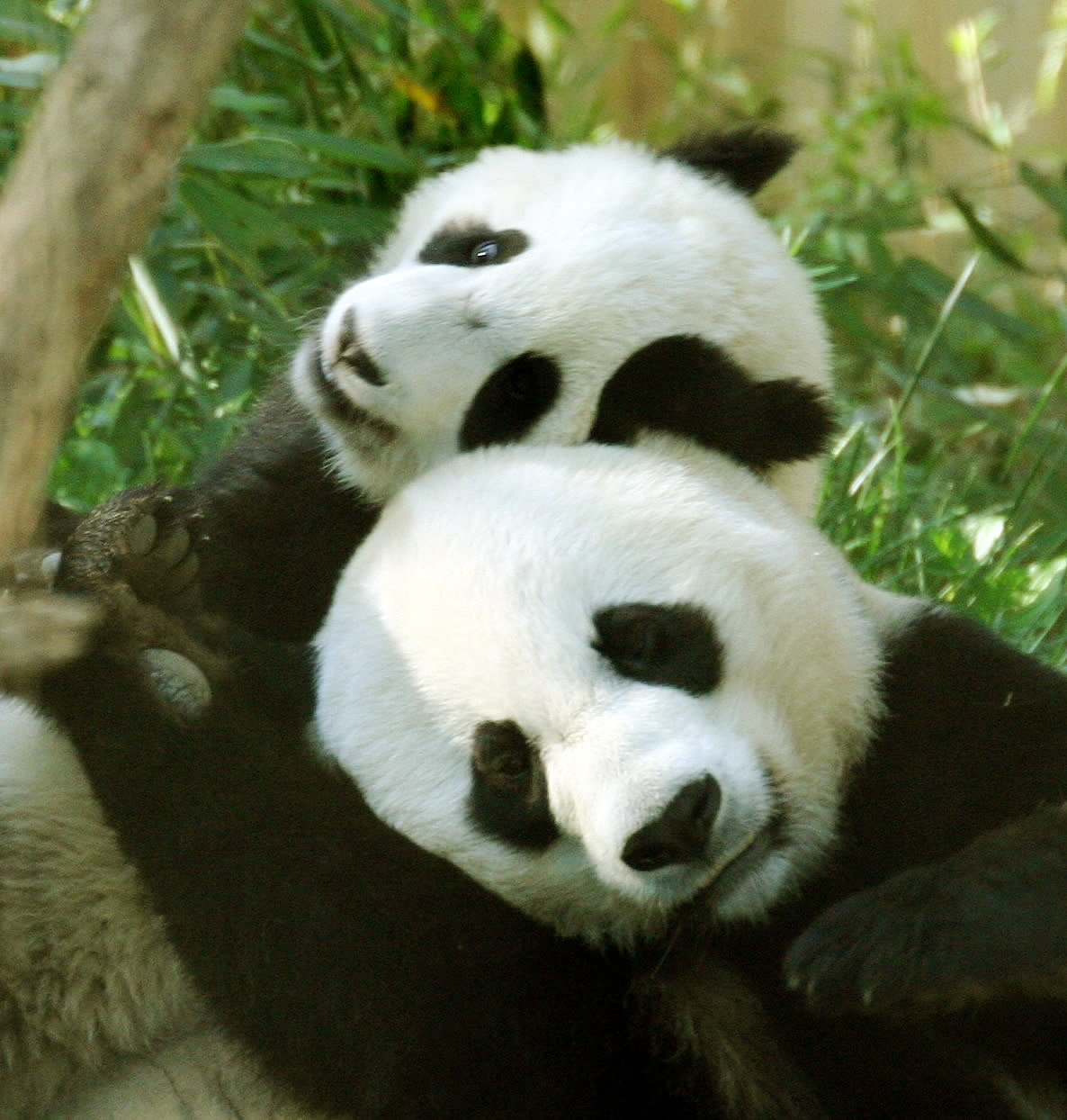 Обнять панду. Панда. Панда обнимает. Панда обнимашки. Объятия панды.