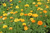 Calendula officinalis - Botanischer Garten Berlin • <a style="font-size:0.8em;" href="http://www.flickr.com/photos/25397586@N00/19581320359/" target="_blank">View on Flickr</a>
