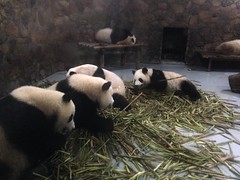 Les pandas de Chengdu