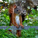 Red Squirrel / Eichhörnchen