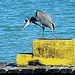 Blue Heron Punta Gorda Belize  2545