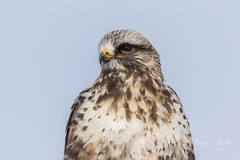 Rough Legged Hawk closeup
