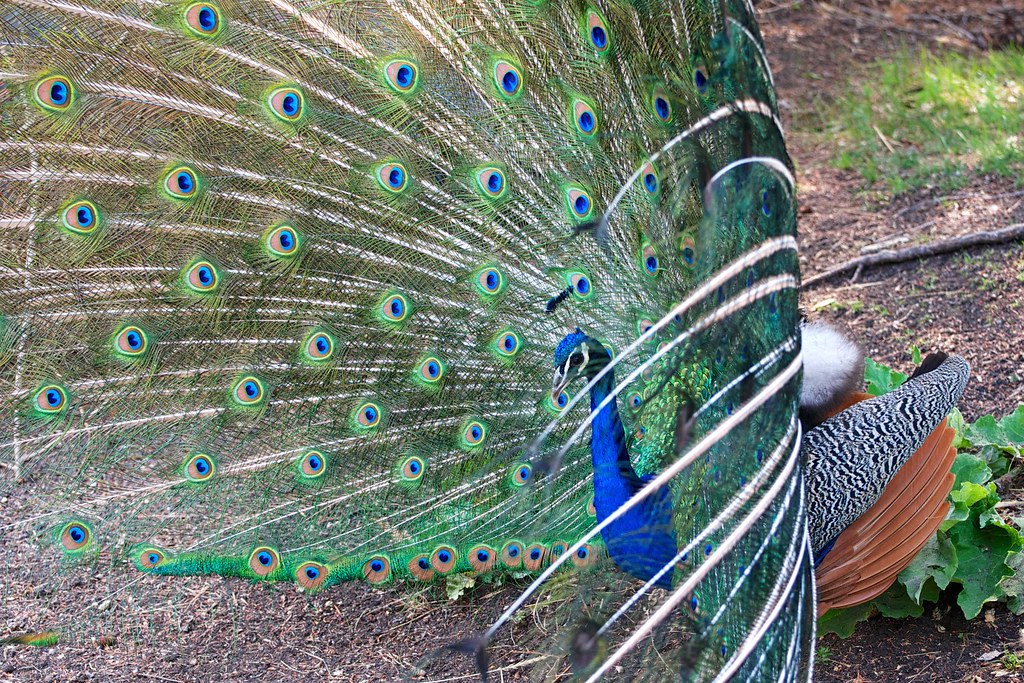 The Peacock Responds