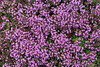 Botanischer Garten Berlin • <a style="font-size:0.8em;" href="http://www.flickr.com/photos/25397586@N00/19147041713/" target="_blank">View on Flickr</a>