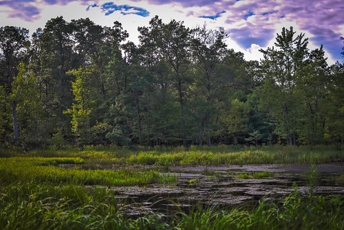 Another picture of the swamp - this one HDR. • <a style="font-size:0.8em;" href="http://www.flickr.com/photos/96277117@N00/19865634380/" target="_blank">View on Flickr</a>