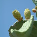 Yellow prickly-pear cactus fruit