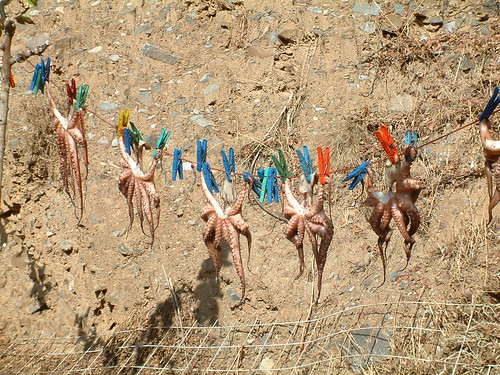 Squid drying on a washing line