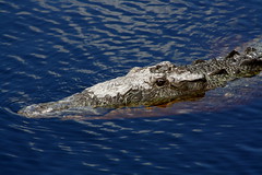 Anglų lietuvių žodynas. Žodis crocodile reiškia n 1. krokodilas; 2. (mokinių) pasivaikščiojimas poromis (ilga eile) lietuviškai.
