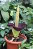 Amorphophallus titanum - Botanischer Garten Berlin • <a style="font-size:0.8em;" href="http://www.flickr.com/photos/25397586@N00/19134312503/" target="_blank">View on Flickr</a>