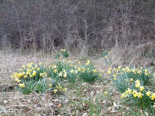 Daffodils (genus Narcissus)