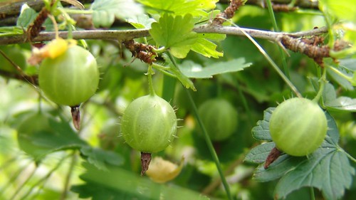 Photo: Ribes uva-crispa