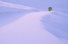 snow tree val d'isere march 06