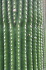 Neobuxbaumia polylopha - Botanischer Garten Berlin • <a style="font-size:0.8em;" href="http://www.flickr.com/photos/25397586@N00/19147016893/" target="_blank">View on Flickr</a>
