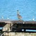Pelican Punta Gorda Belize  2552