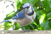 Blue Jay by C. L. Ricketson, on Flickr