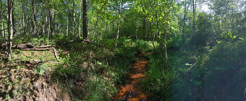 The creek down by the swamp. • <a style="font-size:0.8em;" href="http://www.flickr.com/photos/96277117@N00/20133306822/" target="_blank">View on Flickr</a>