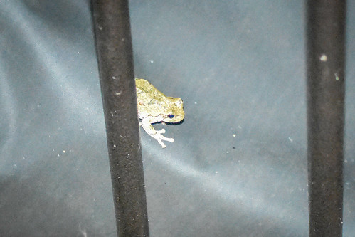 An over exposed frog hanging out on the grill cover at night. • <a style="font-size:0.8em;" href="http://www.flickr.com/photos/96277117@N00/20083846935/" target="_blank">View on Flickr</a>