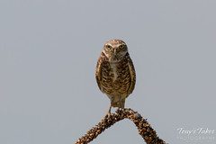An adult Burrowing Owl keeps close watch