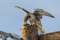 Prairie Falcon dines on Western Meadowlark
