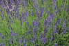 Botanischer Garten Berlin • <a style="font-size:0.8em;" href="http://www.flickr.com/photos/25397586@N00/19579901220/" target="_blank">View on Flickr</a>