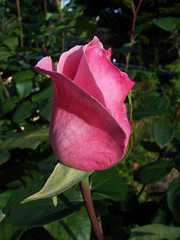 Anglų lietuvių žodynas. Žodis rosebud reiškia n  rožės pumpuras 2 graži jaunutė mergaitė lietuviškai.