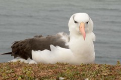 DSC_9372Wenkbrauwalbatros : Albatros a sourcils noirs : Diomedea melanophris : Schwarzbrauen-Albatros : Black-browed Albatross