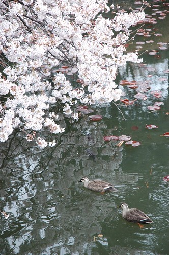 Sakura and ducks