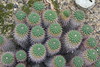 Mammillaria compressa - Botanischer Garten Berlin • <a style="font-size:0.8em;" href="http://www.flickr.com/photos/25397586@N00/19741733816/" target="_blank">View on Flickr</a>