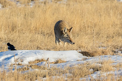 Coyote sniffs around, looking for a meal