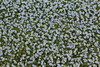 Isotoma fluviatilis - Botanischer Garten Berlin • <a style="font-size:0.8em;" href="http://www.flickr.com/photos/25397586@N00/19767934425/" target="_blank">View on Flickr</a>