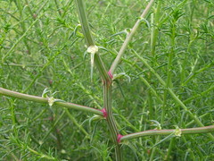 Salsola australis stem1